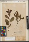 Foto von Salix silesiaca Willd.